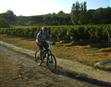 Vélo dans les Vignes